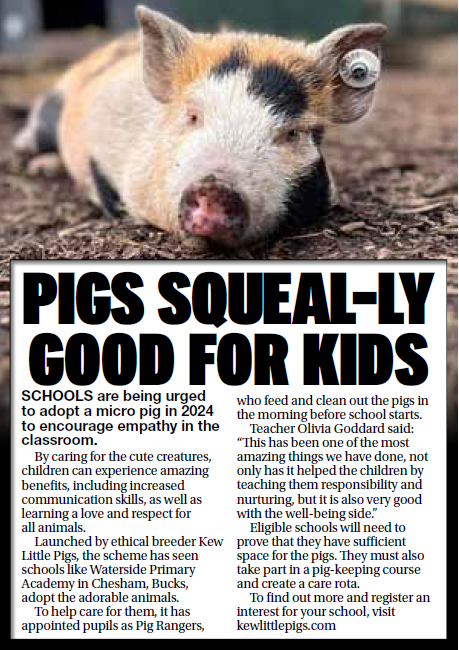 DAILY STAR - PIGS SQUEAL-LY GOOD FOR KIDS