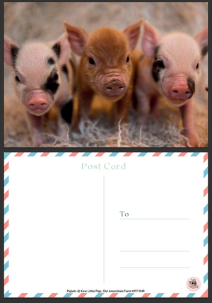 Postcard - Piglets