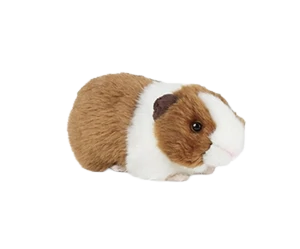 Brown Guinea Pig with sound