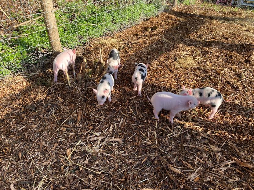 New Piglets for 2020!