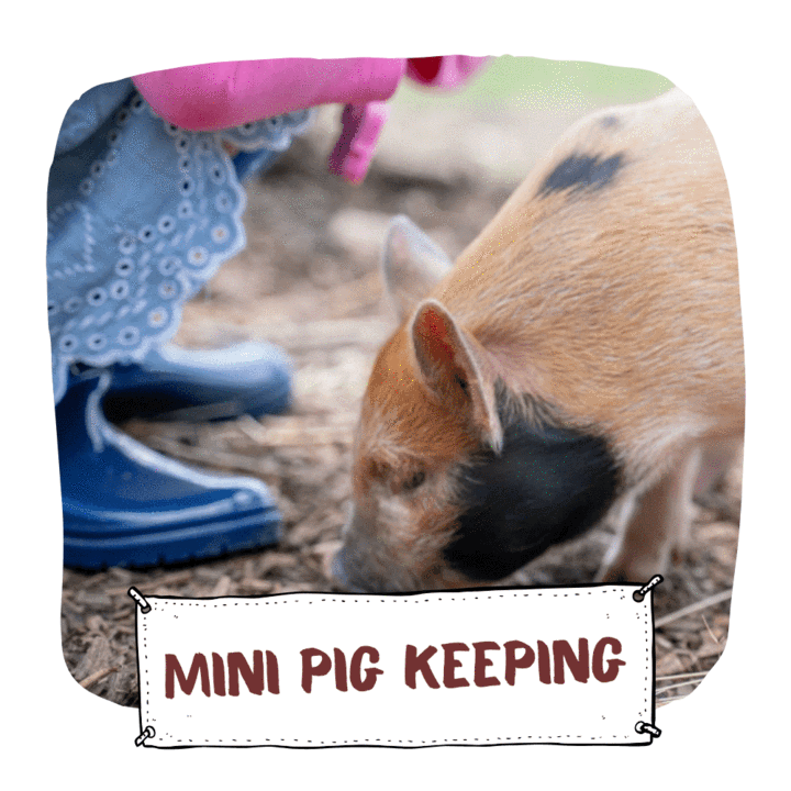 Mini Pig keeping with Kew Little Pigs