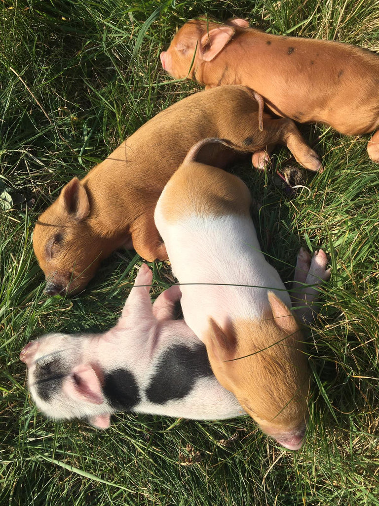 Pigs for sale update!