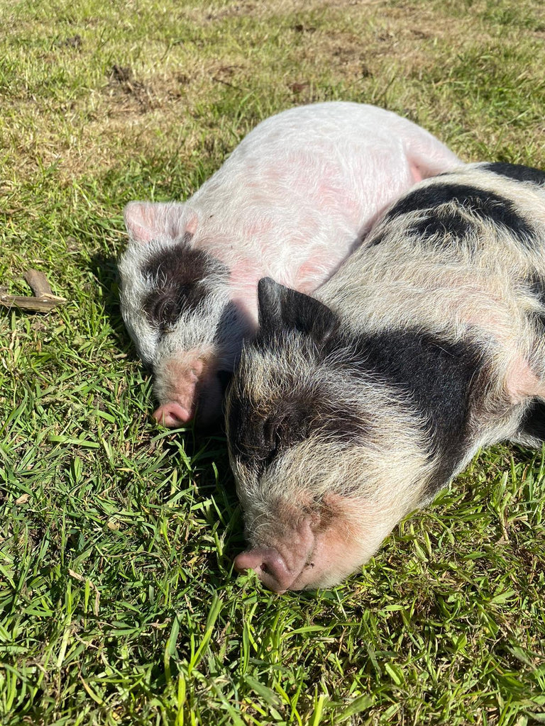 What it's like to own pet miniature pigs...