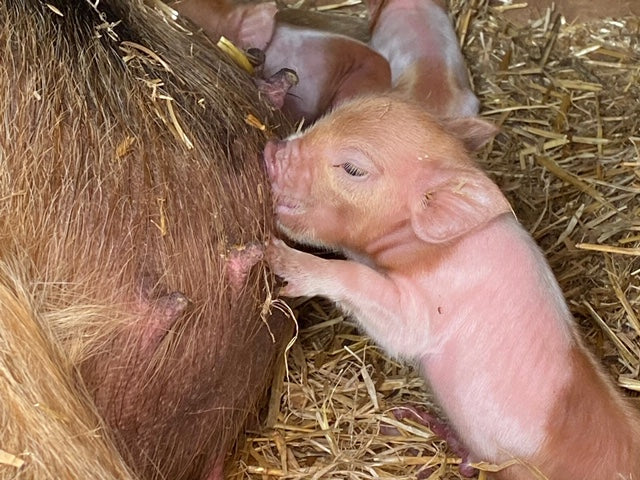 Piglets are due very soon!