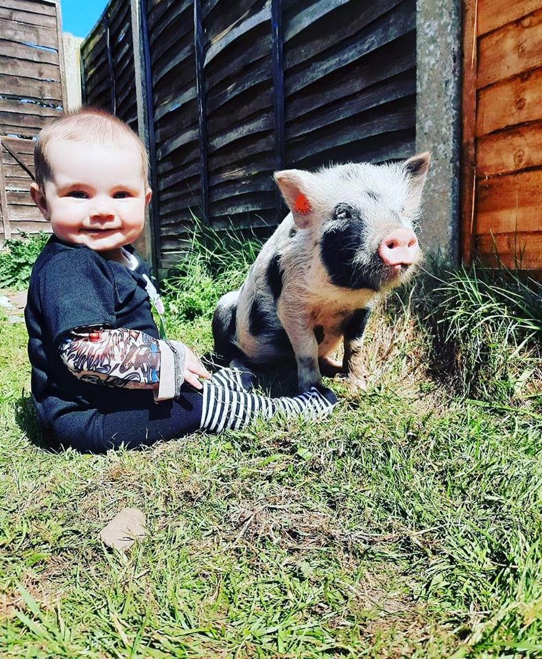 A real piggy tale... What it's like to have a pig at home.