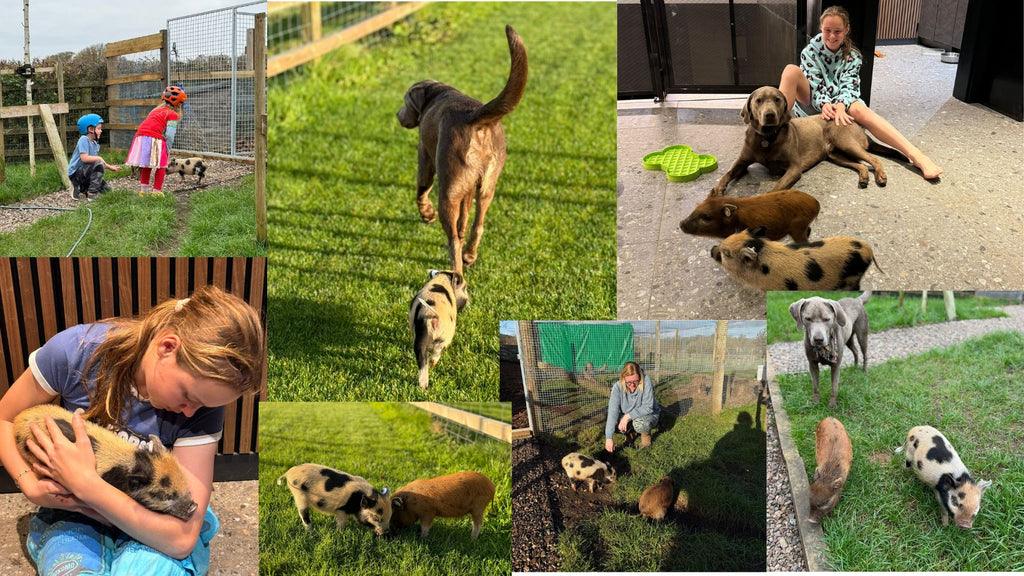 Family's miniature pig dreams come true as Ada and Olive arrive!