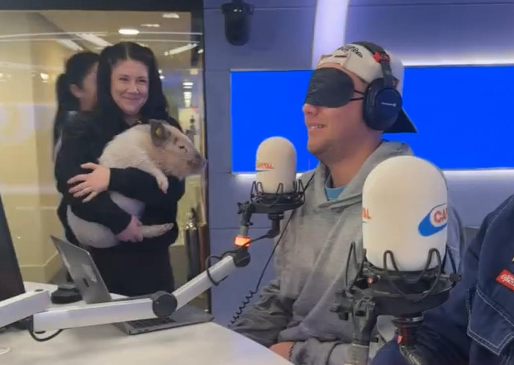 Our Angel the micro pig surprises Roman Kemp on his Capital Radio breakfast show!