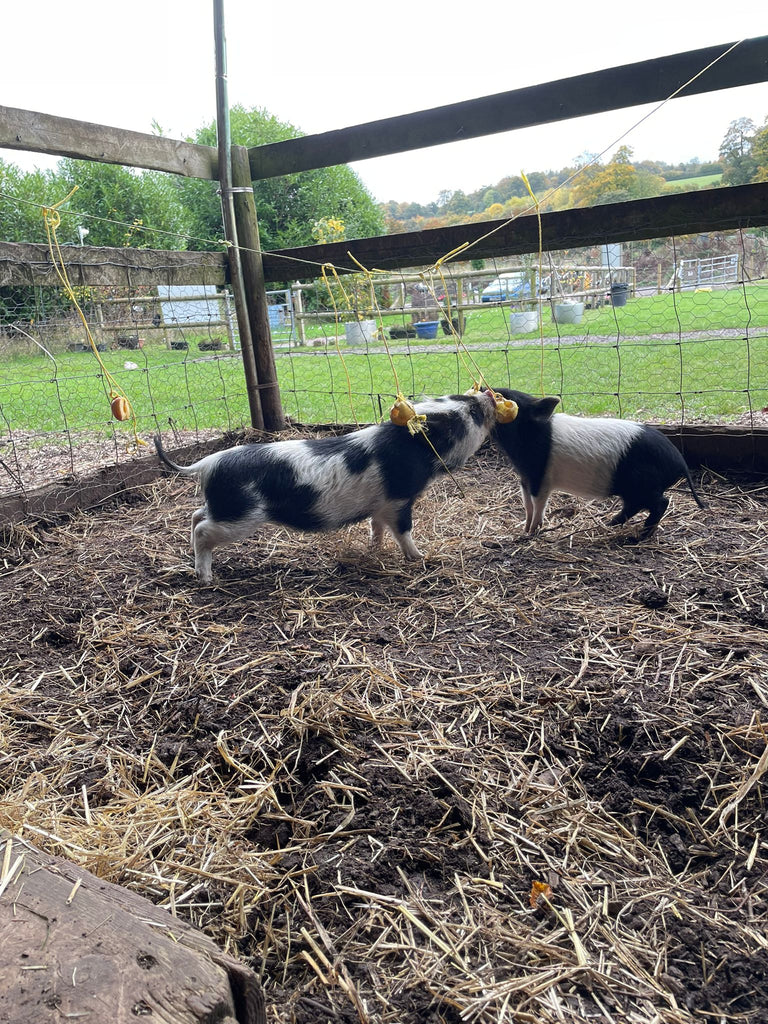 Fun with fruit for our adorable piglets!