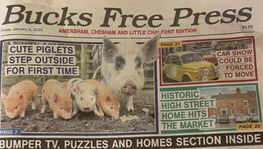 Read all about it! Blossom and her piglets hold the front page!