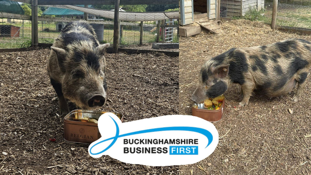 Bambi the pig gets special treat from Bucks Business First ahead of record-breaking birth at Kew Little Pigs