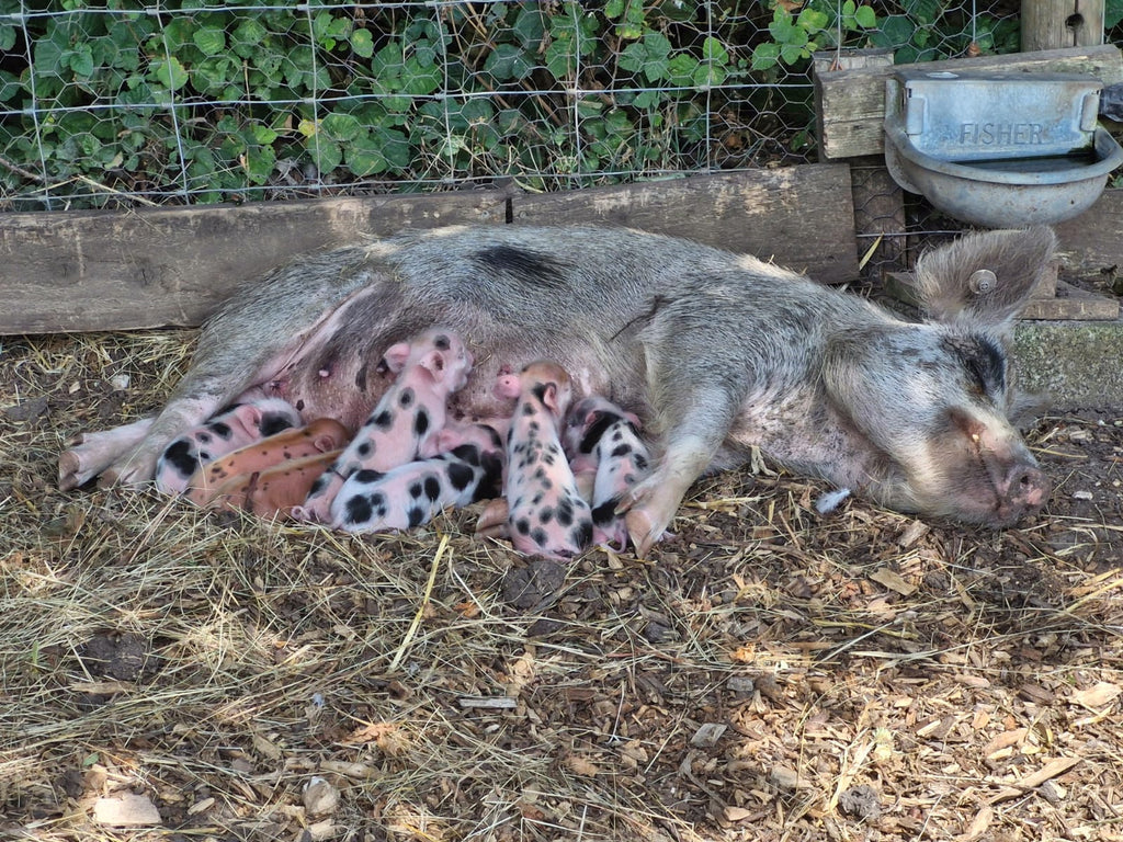 Seven’s heaven! Surprise piglet litter shocks staff at Kew Little Pigs
