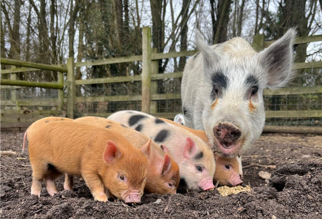 Mummy Blossom brings her piglets out into the open for the first time