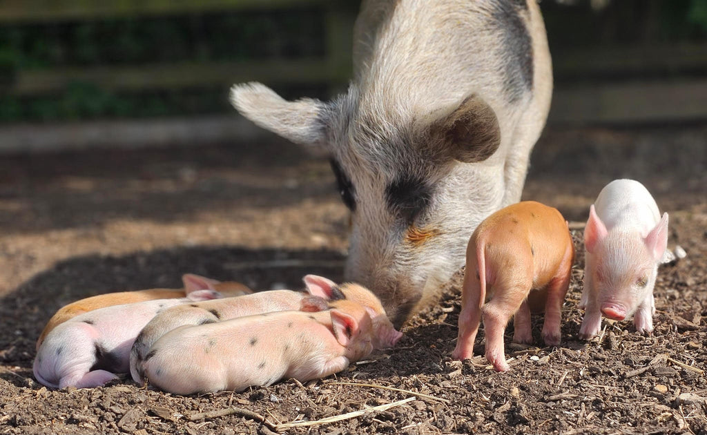 Piglets are due right in time for Christmas at Kew Little Pigs - could you be one of our next piggy pet owners?