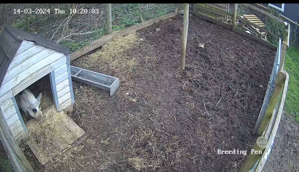 Pig brother! Kew Little Pigs sets up round the clock micro pig cam so that fans can watch piglets being born