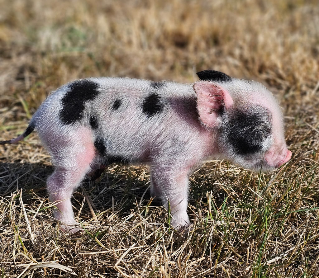 Seven surprise piglets steal the show at Kew Little Pigs’ family fun day