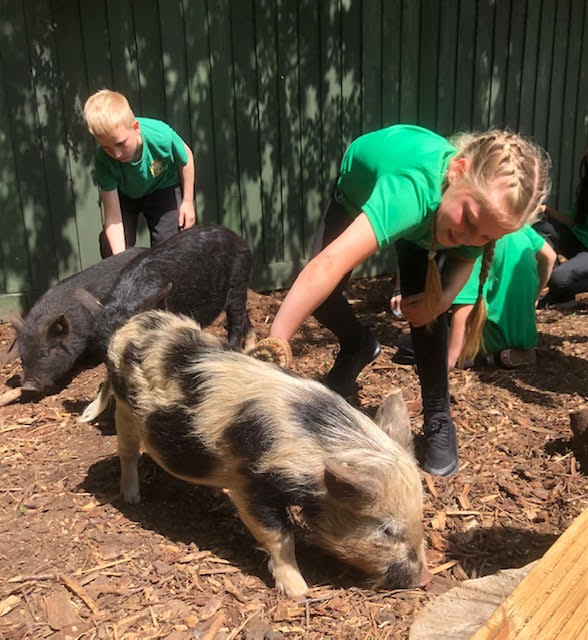 Could your school welcome some Kew Little Pigs this year?