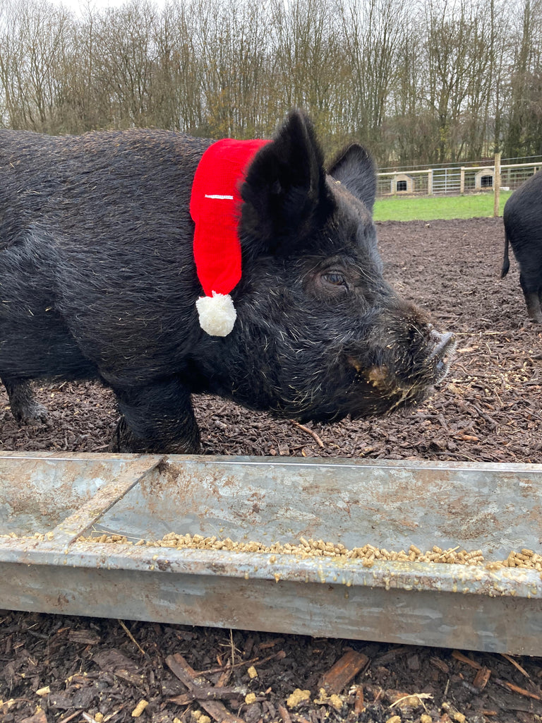 Drop off your Bucks Radio Toy Appeal donation, pet a little pig and check out our Christmas shop...for free!