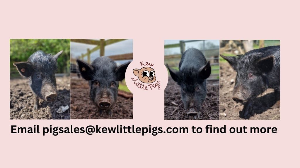 Beautiful older pigs for sale at Kew Little Pigs