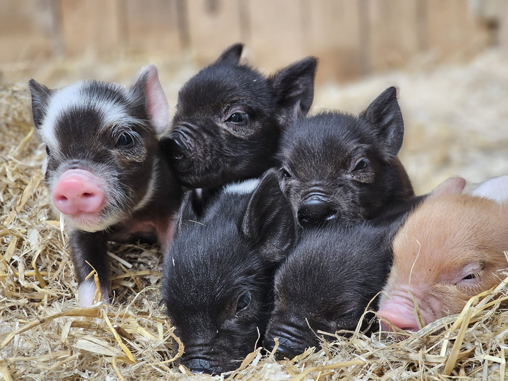 Celebration as two litters of piglets born in one week!