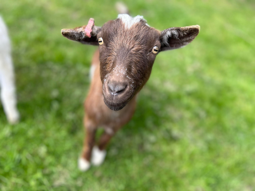 Please donate to help us secure the farm following the theft of our beloved goats