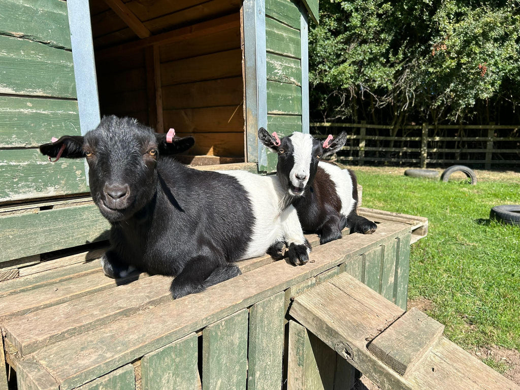 Devastation as our beloved goats are STOLEN overnight