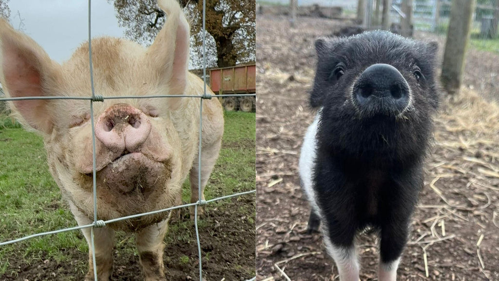 Big pig little pig! Giant George the middle white shows just how tiny our little pigs really are!