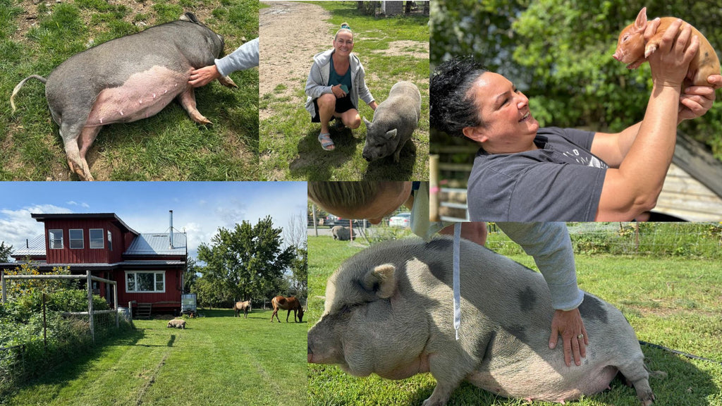 Pigs will fly! Kew Little Pigs heads to Canada in a bid to spread message of best practice around the world