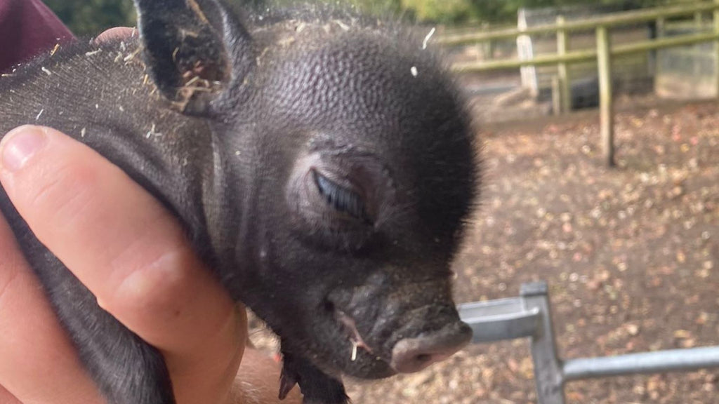 Our special care piglet called Hope