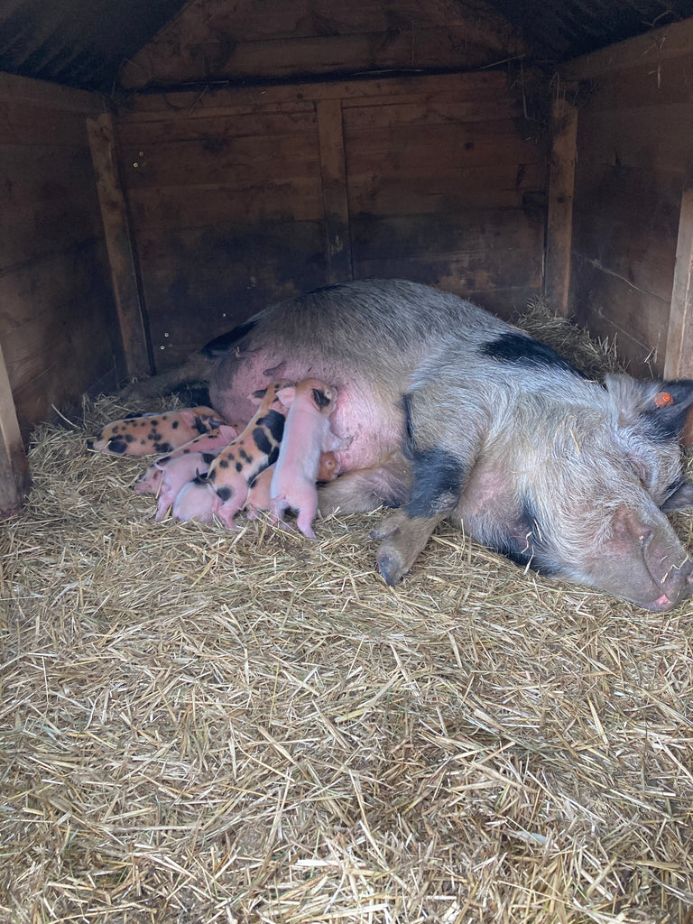 Kew Little Pigs February Newsletter
