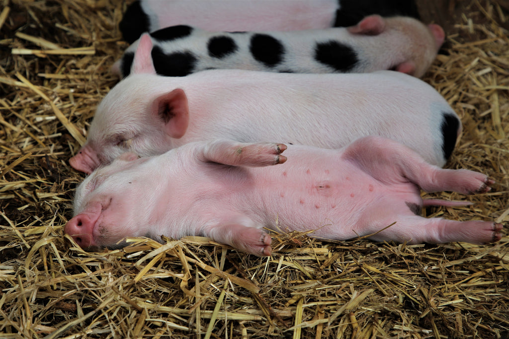 Kew Little Pigs June Newsletter