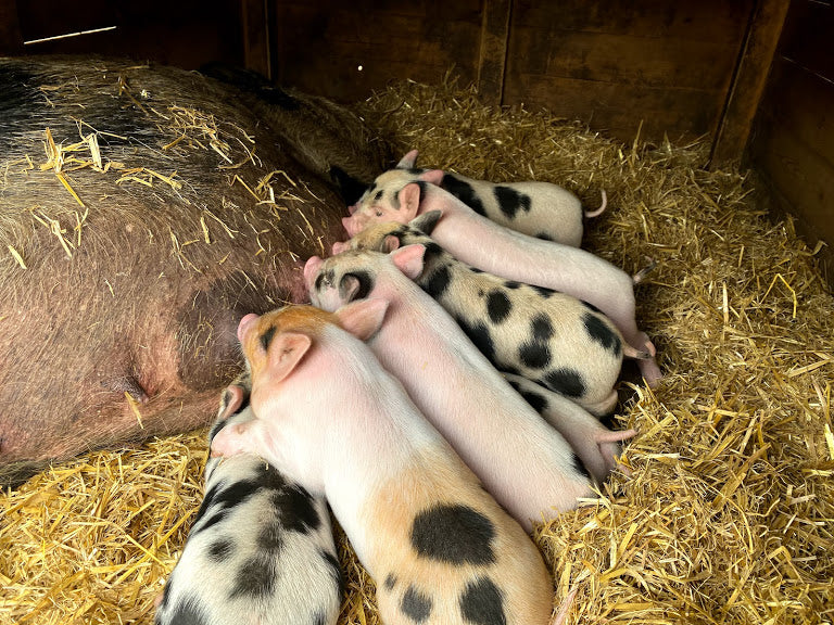 Kew Little Pigs Update - 1st May