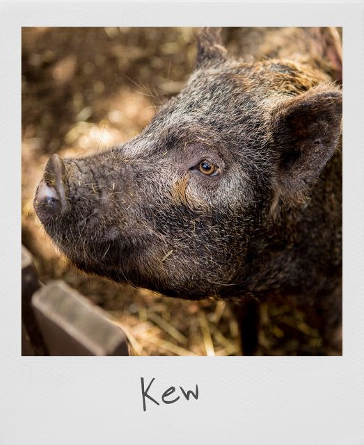 An emotional farewell to our precious pig Kew