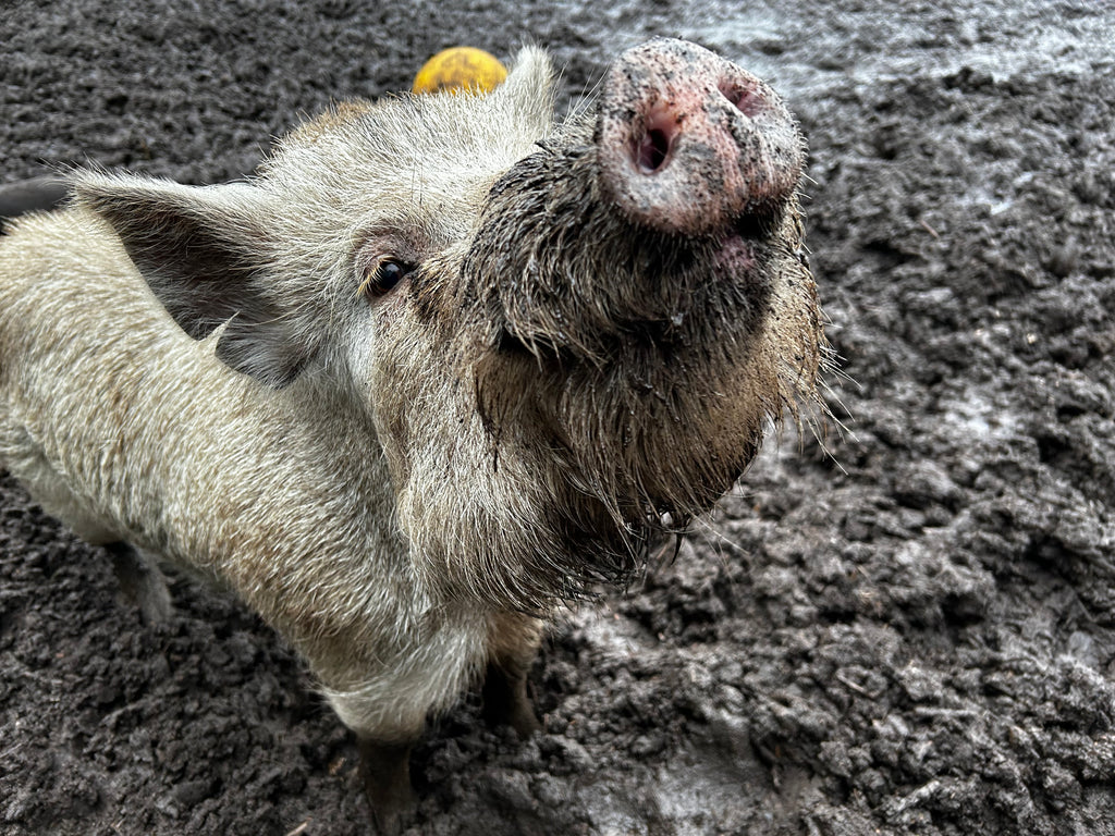 Pigalo! Bucks pig hits the jackpot three times in one week leading to piglets galore at attraction