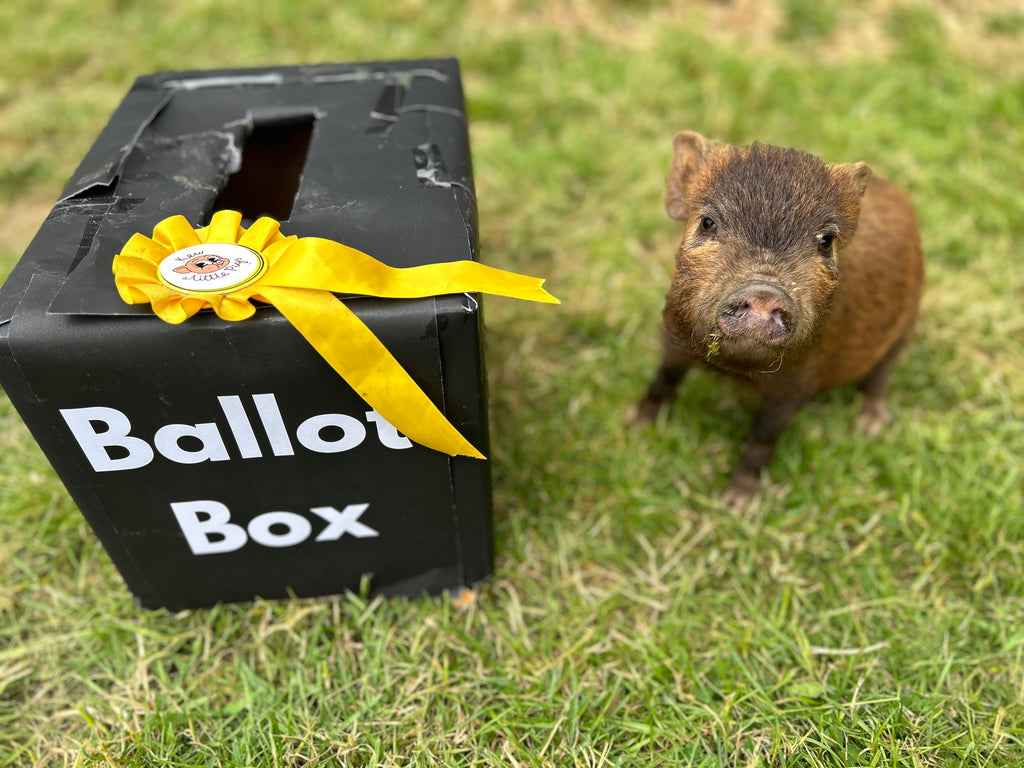 We held a General Election for the pigs, but who is the new Pig Minister?!