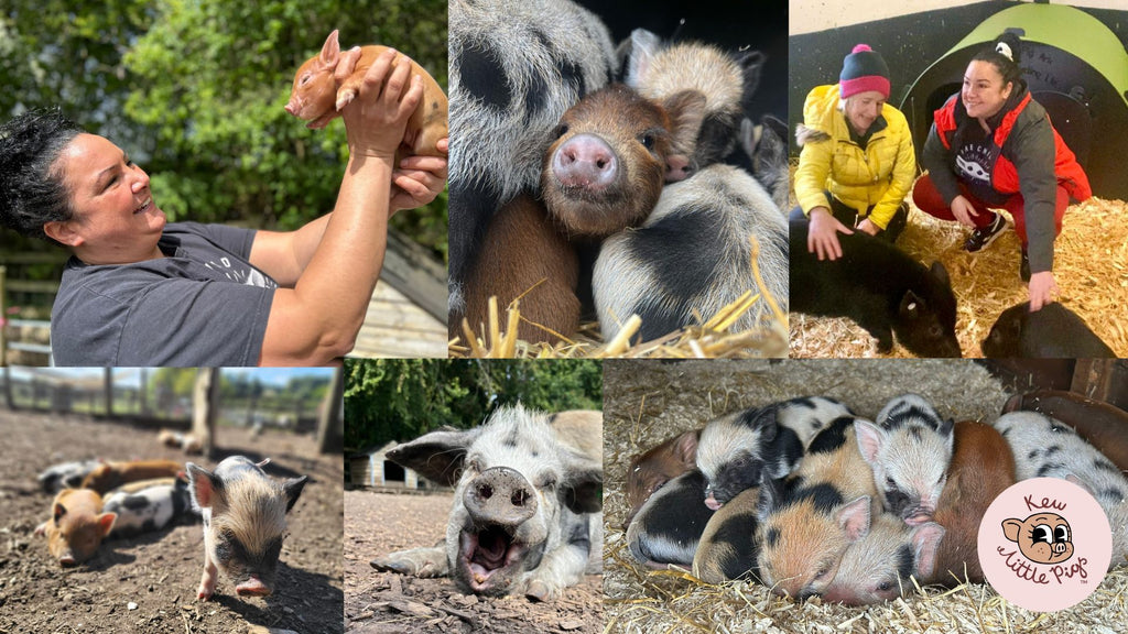 Exciting news! Our UK/EU partnership is now live, and piglets are due at Christmas!