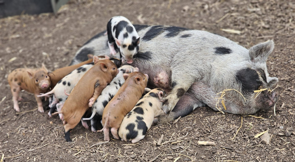 Enter our competition to help name Jilly's TWELVE adorable piglets