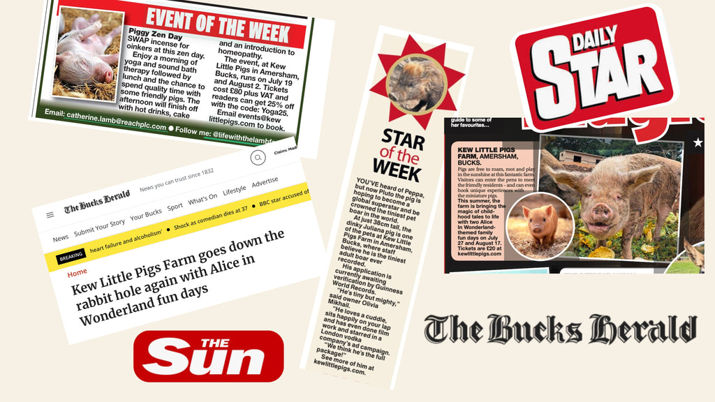 Kew Little Pigs in the News!