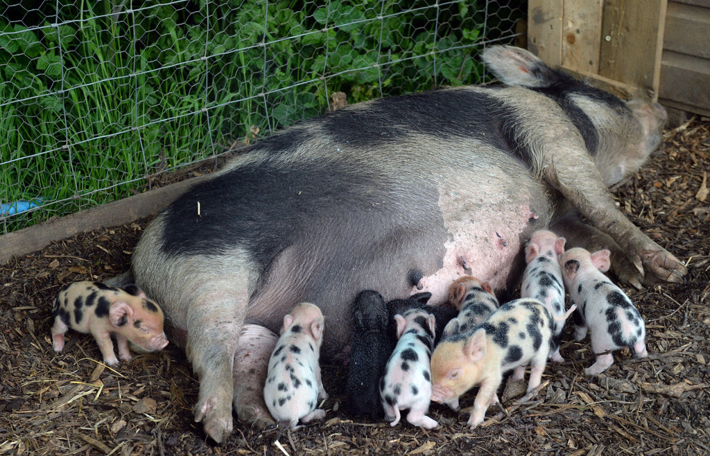 COMPETITION! Win a family ticket by predicting our litters of piglets!