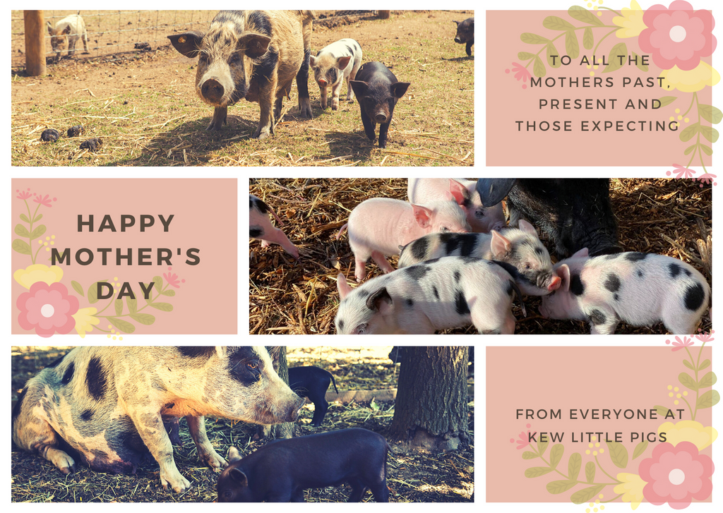 Mother's day ideas from Kew Little Pigs