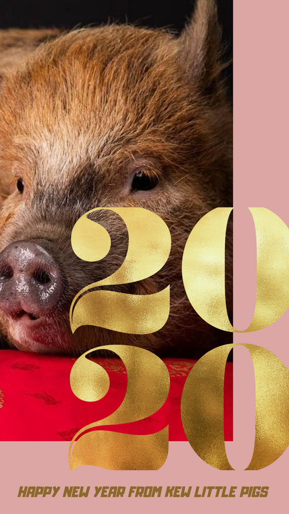 Happy 2020 from Kew little Pigs