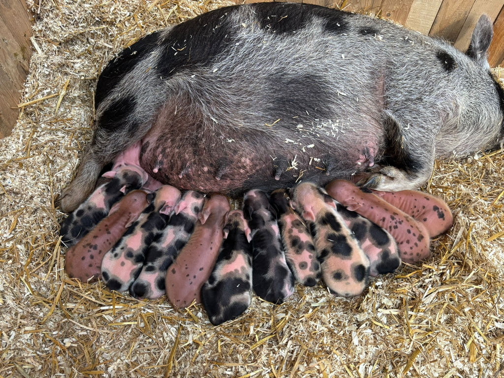 Lucky THIRTEEN! Jilly makes farm history with her bumper brood of piglets