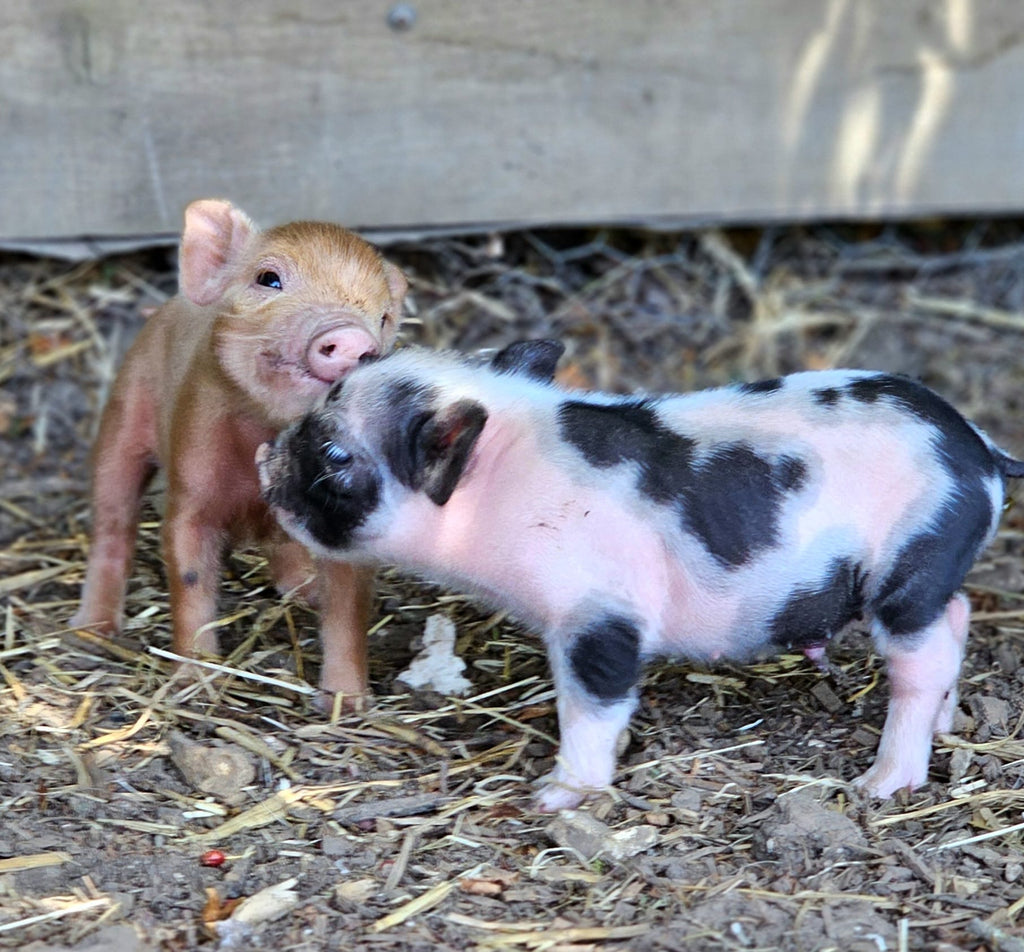 Meet the 'world’s tiniest piglets' at Kew Little Pigs’ family fun day this Saturday