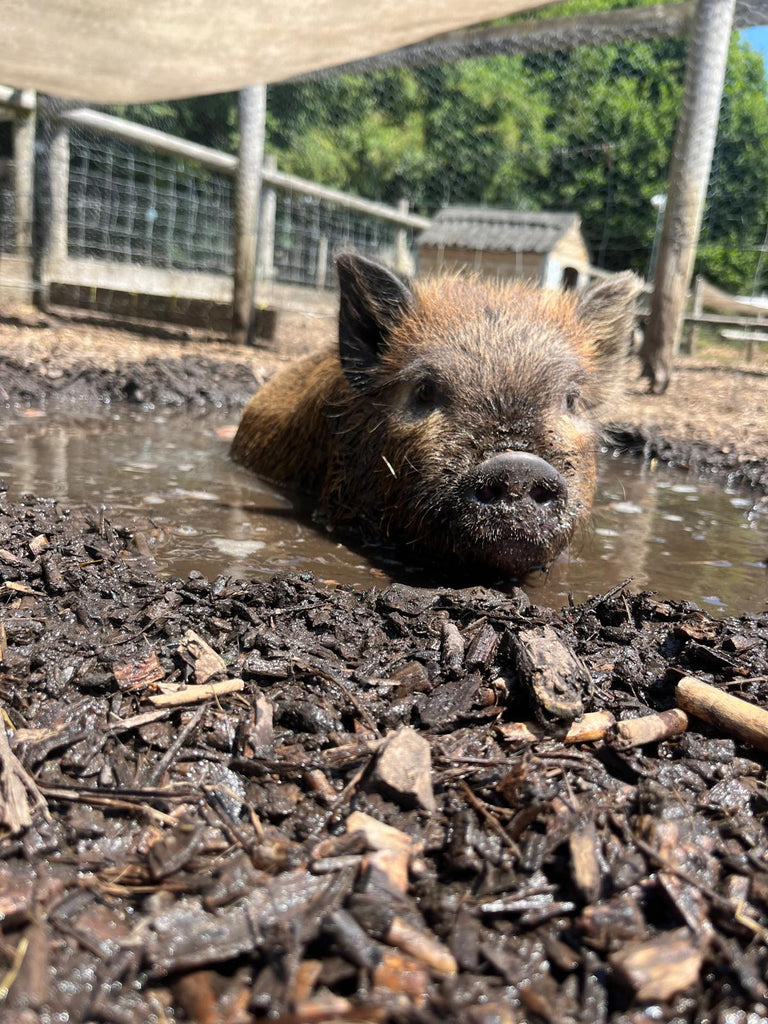 Pigs beat the heat with mud baths as Bucks sizzles in 28C heat