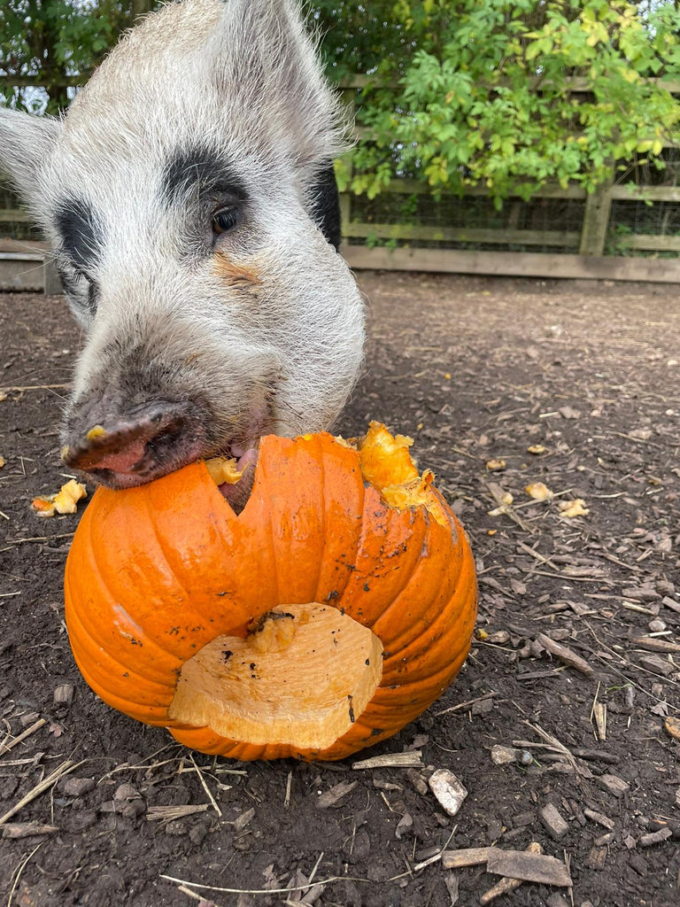 Thank you for the pumpkins! And a new wood chip appeal