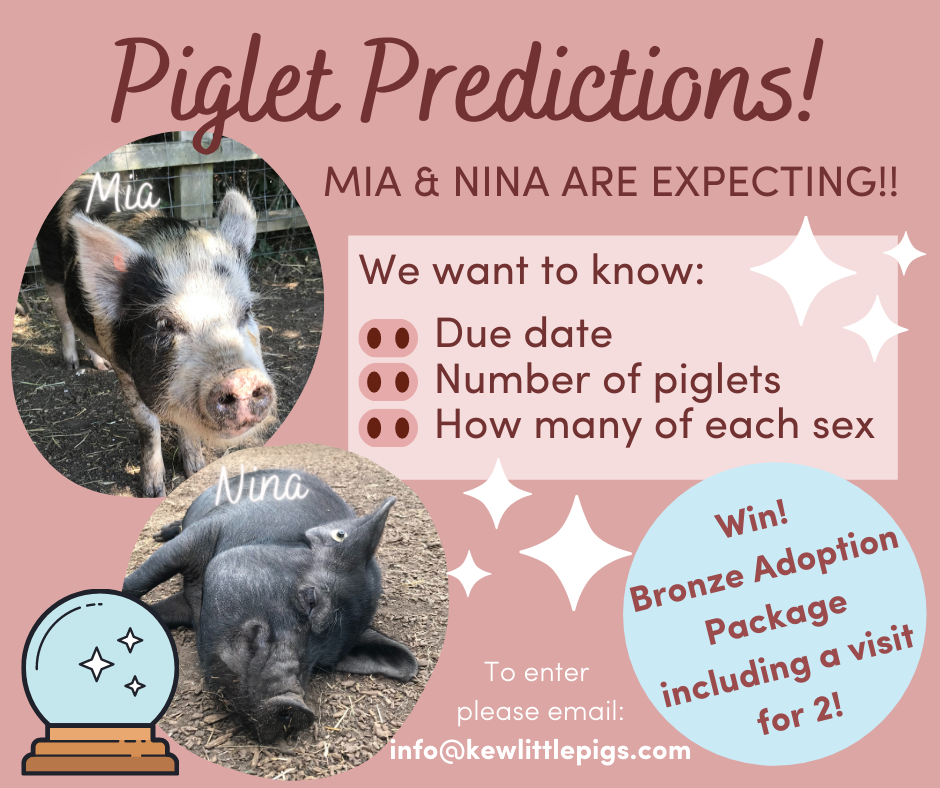 PIGLET PREDICTIONS