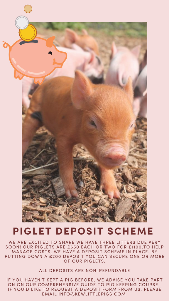 Piglet deposit scheme 2020