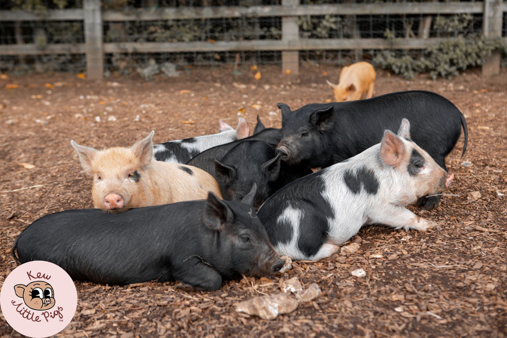 A miniature pig is for life, not just for Christmas!