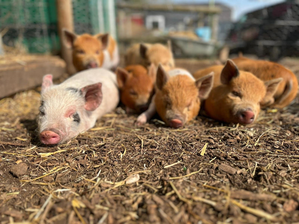 Five reasons that pigs can make better pets than dogs!