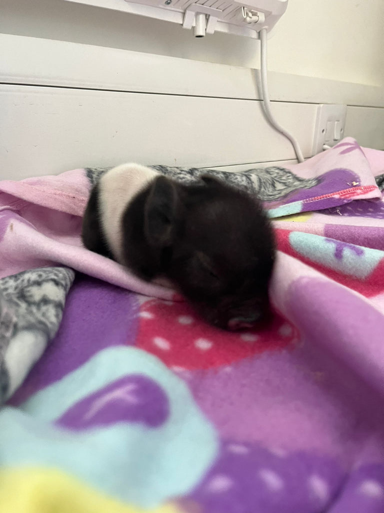 Meet our special care piglet Princess