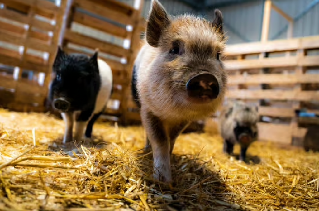 Meet our show pigs, would you like them to come to your party or workplace this summer?